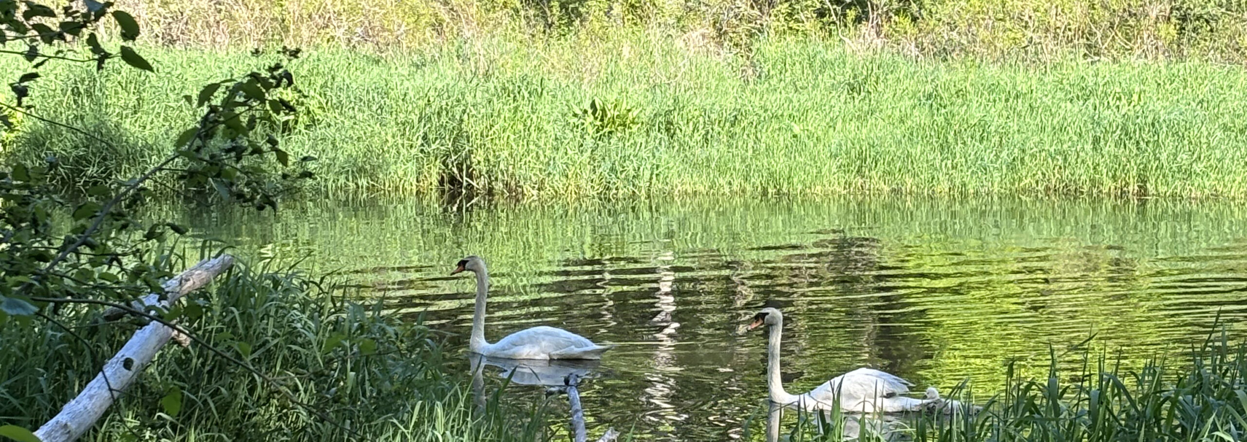 Swan Banner